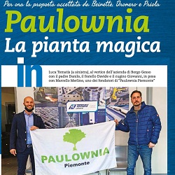paulowniaImage
